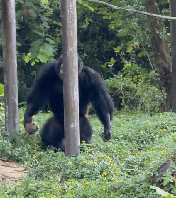 国融资管 黑猩猩扔石头砸中幼儿，广州长隆野生动物世界：会加强巡逻和提示